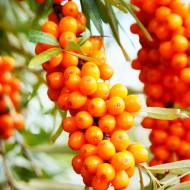 Саджанець Обліпиха Єва (жіноча) в контейнері